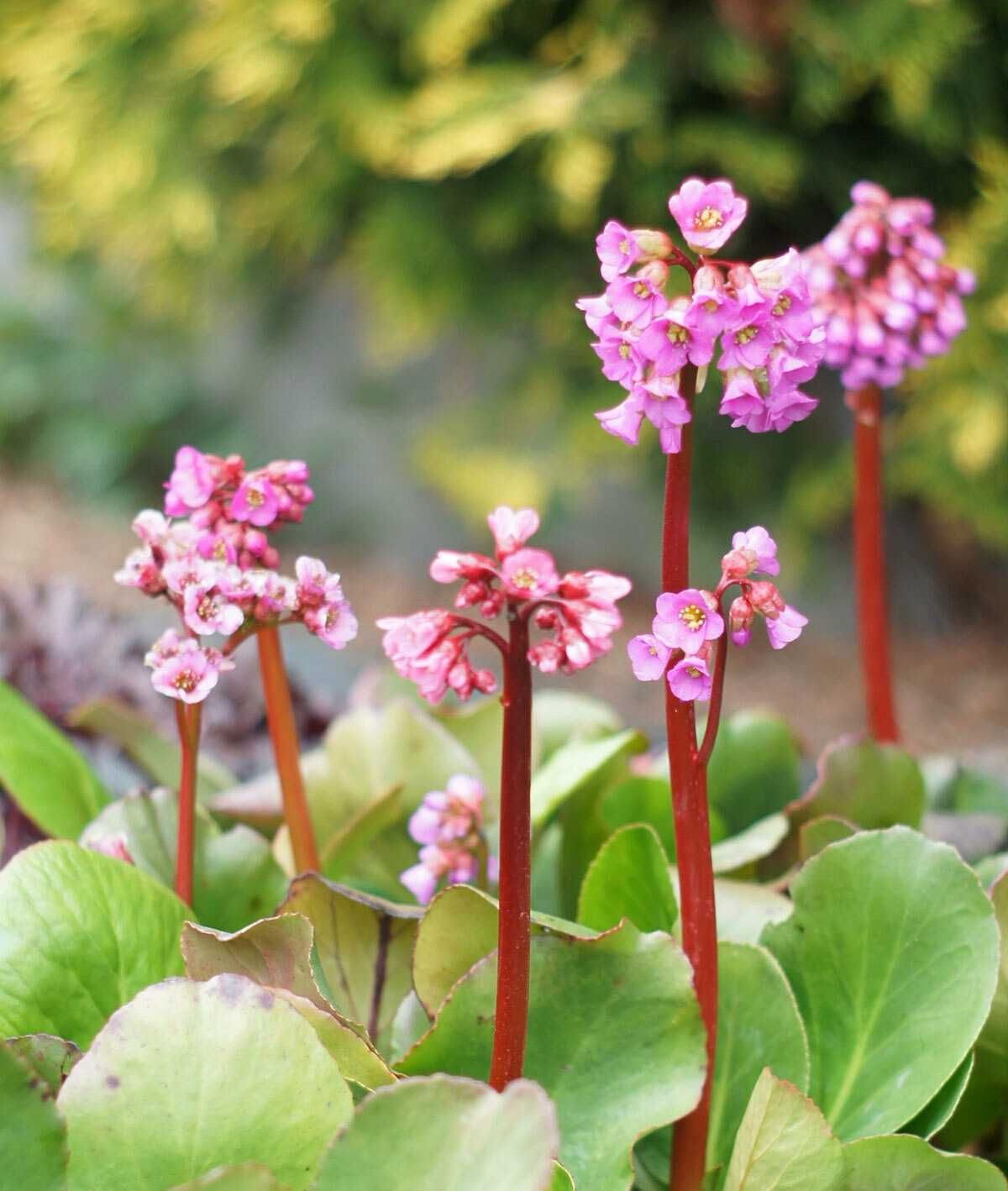 Bergenia kwitnąca