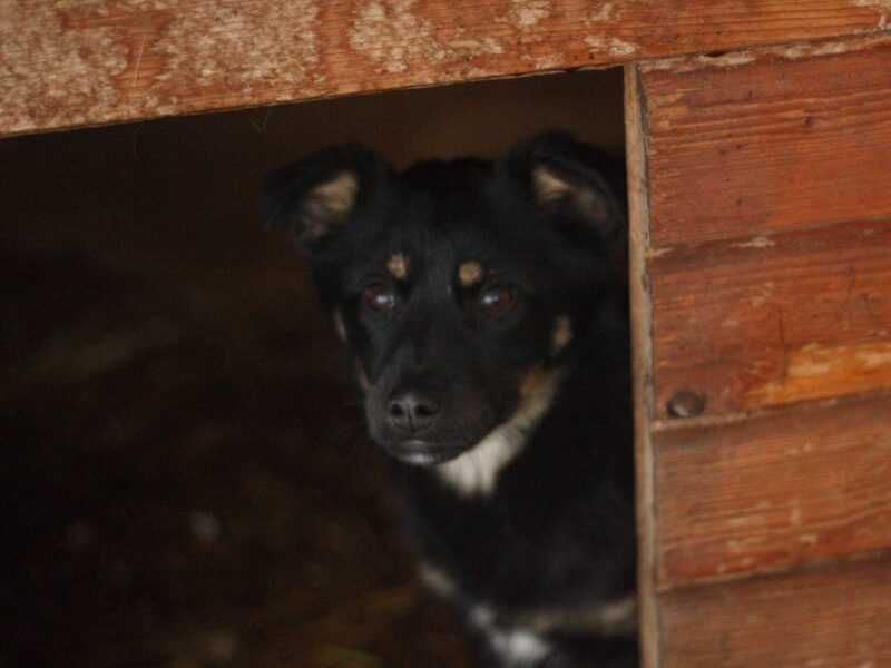 Cykoria - Schronisko Canis w Kruszewie, adopcja, sunia szczeniak