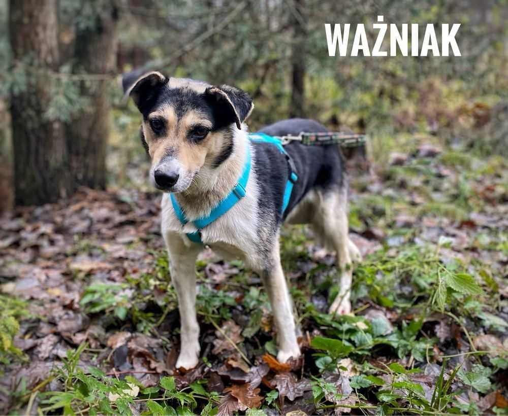 Ważniak-ŁAGODNY do dzieci, GRZECZNY, średni (20kg)- do domu z ogrodem