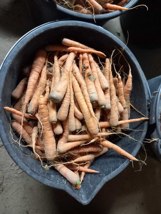 Marchew jadalna,  buraczek ćwikłowy odpad