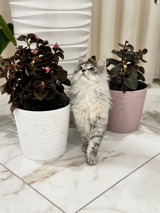 Кошенята Мейн кун