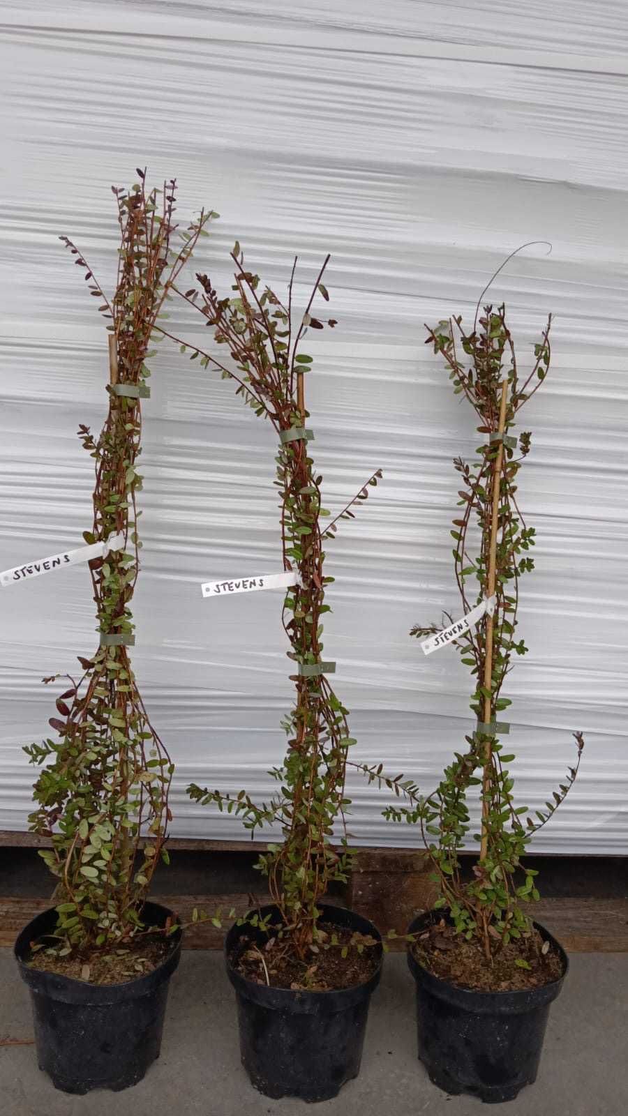 Sadzonki żurawiny (Vaccinium macrocarpon), żurawina, cranberry