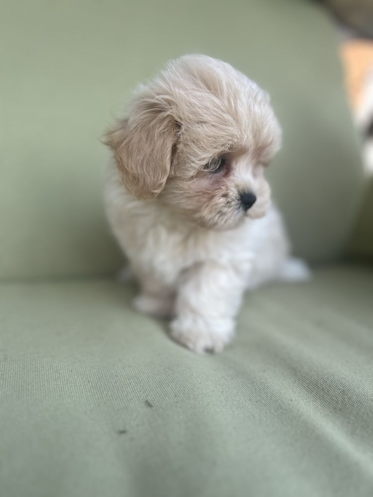Maltipoo śliczny piesek