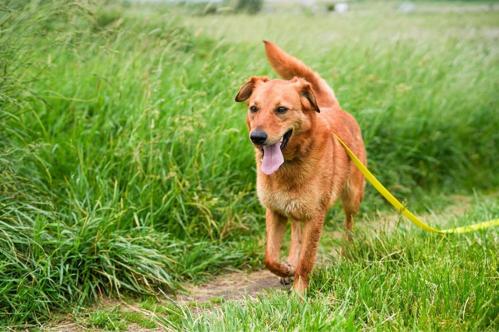 Simon, pies w typie golden, labrador retriever