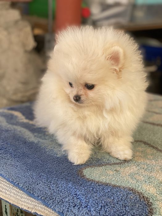 Померанський шпіц