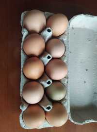 świeże jaja wiejskie