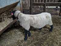 Vendo 2 ovelhas suffolk inglês