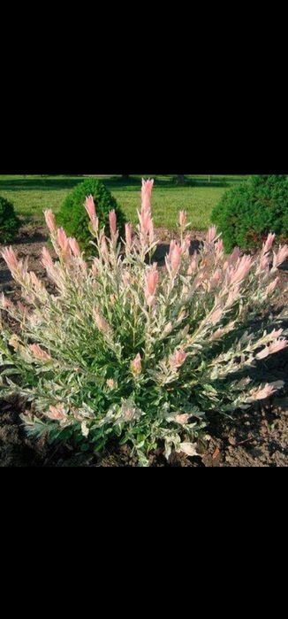 Японская ива Хакуро Нишики, кучерявая Матсудана.