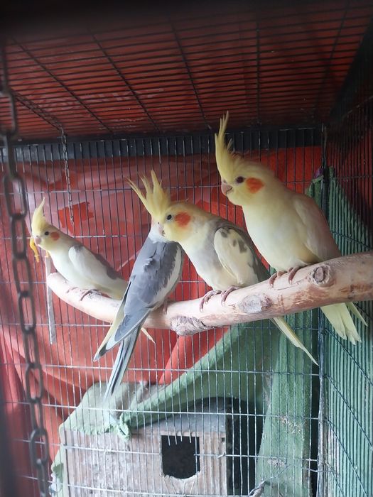 Mam w ofercie papugi nimfy młode 2,5-miesieczne