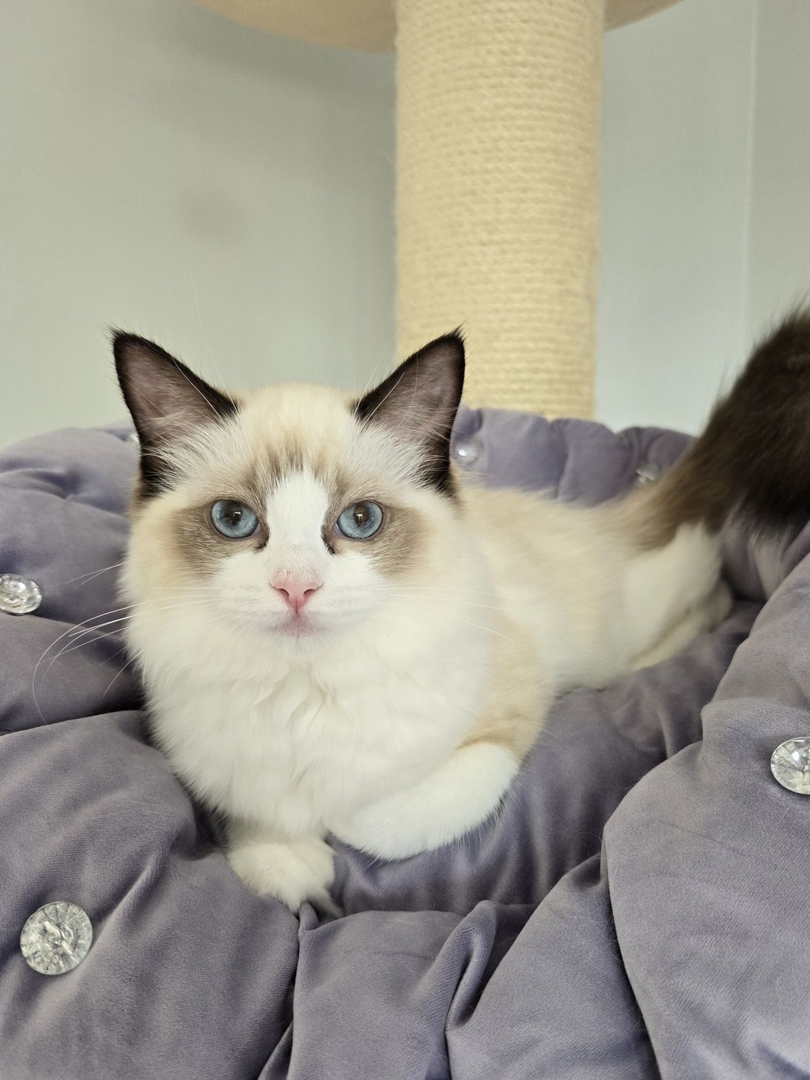 Ragdoll kotka seal bicolour