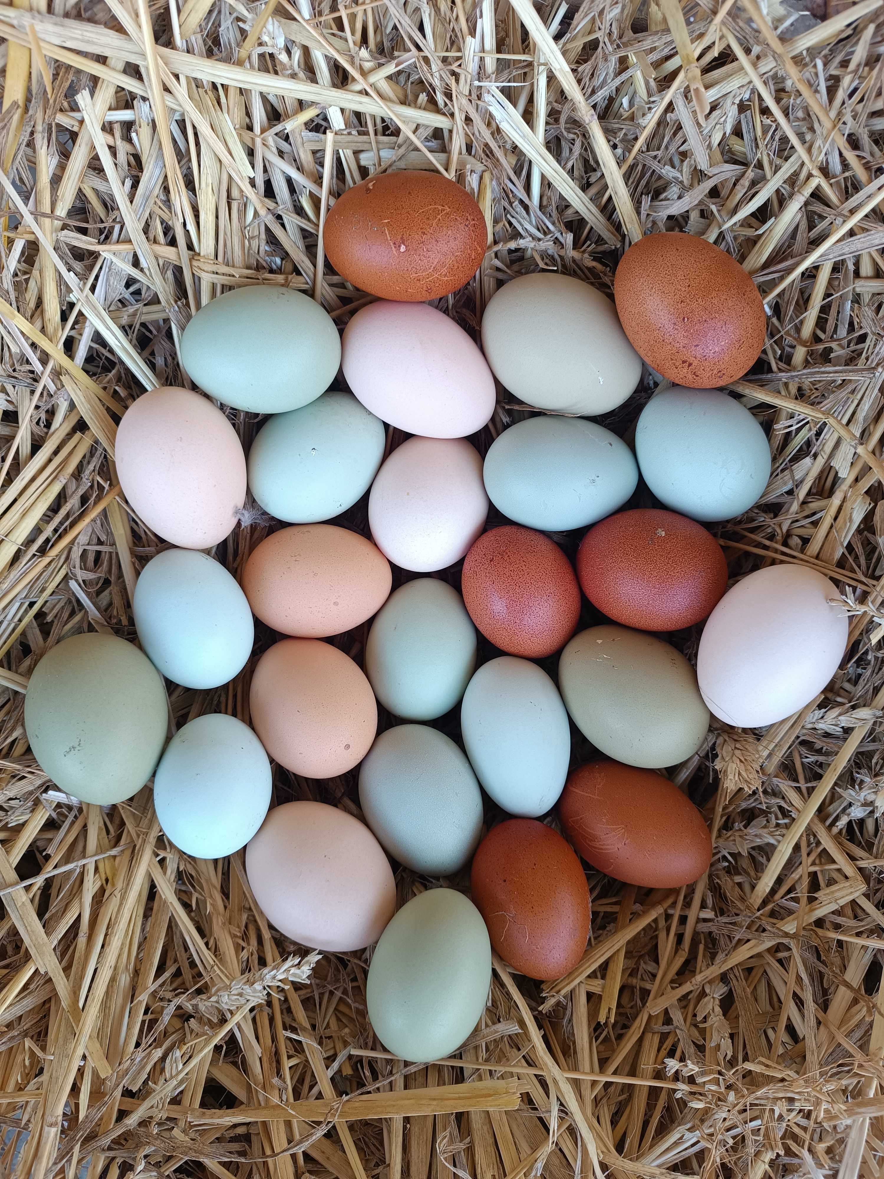 Jaja,jajka  lęgowe mix ras