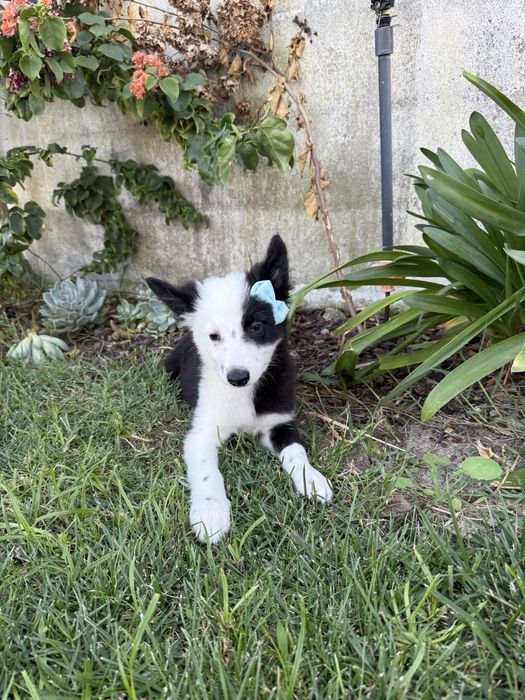 Border Collie Linda !