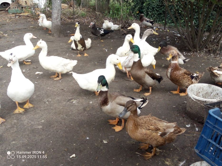 Posiadam kaczki staropolskie biegus dzikie pekin