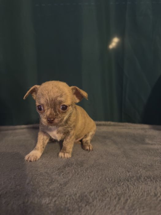 Chihuahua menina