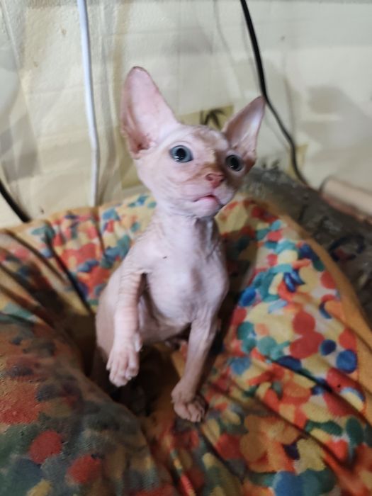 Канадский сфинкс мальчик