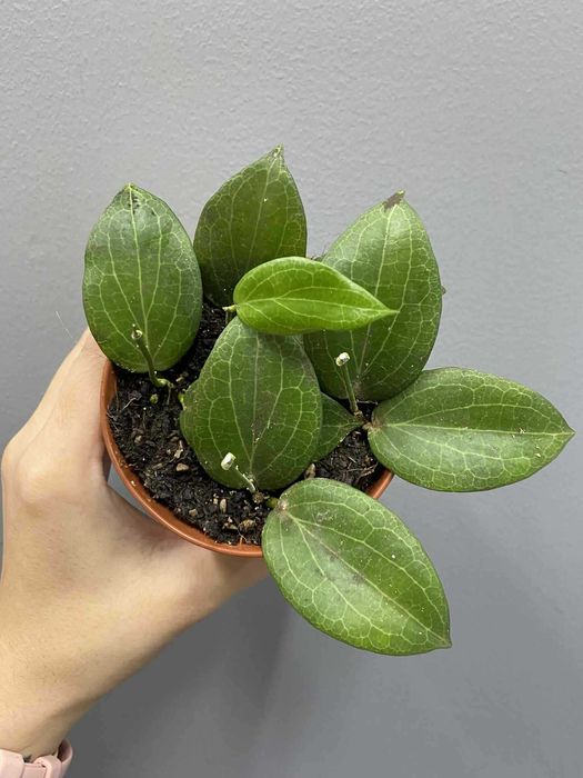 Hoya Fitchii Hoja