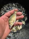 Karp królewski i pełnołuski narbek 10-15 cm