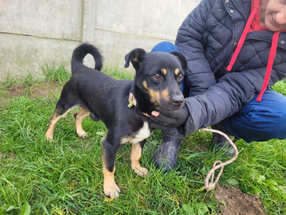 Młody Gucio szuka domku!