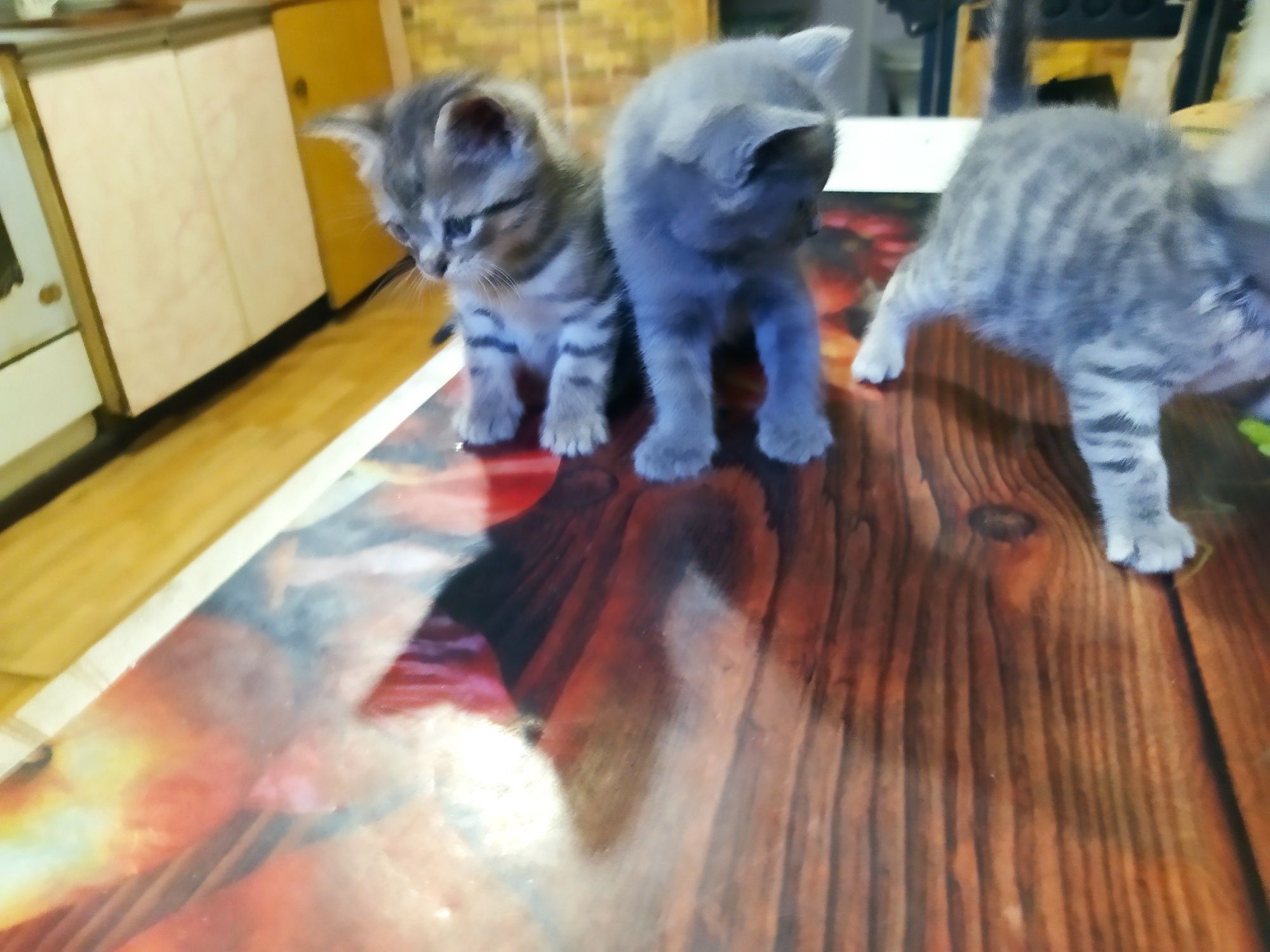 Віддам кошенят безкоштовно