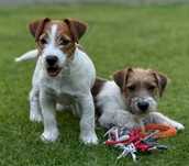 Jack Russell Terrier od # Smartie Jacks # MALE Jack parents FCI/ZKwP