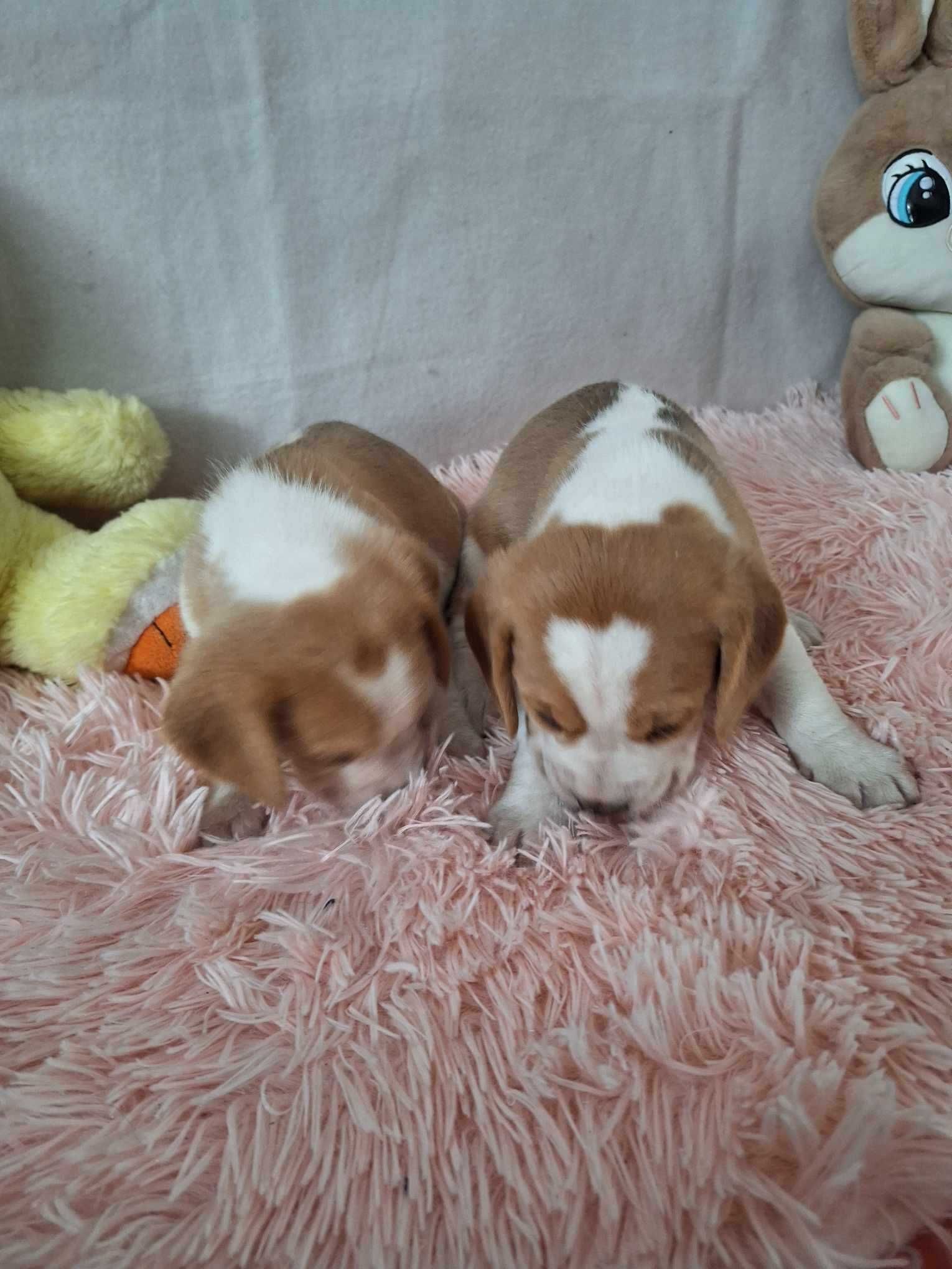 Sunia  Beagle tricolor z rodowodem ZHPR UCI