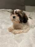 Shih tzu piękna sunia