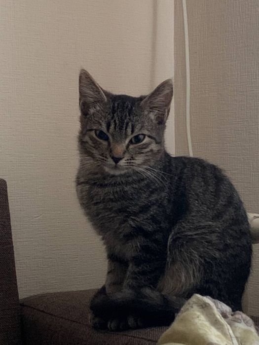 Котенок 3,5 месяца