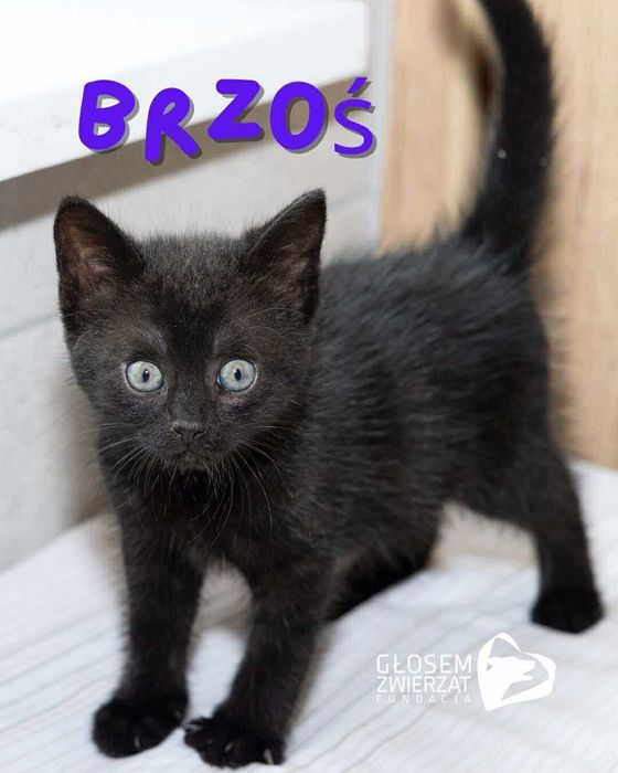 Acza, Brzoś, Olivio i Patyk - małe kotki do adopcji