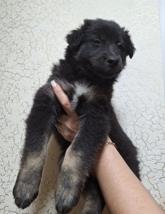 Щенок ( шикарная девочка двортерьера))