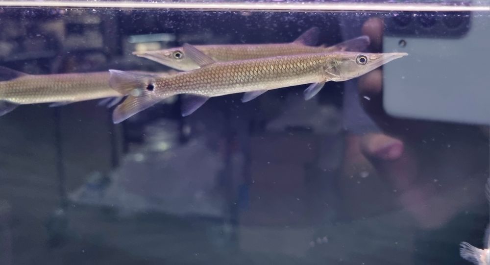 Ctenolucus Hujeta - Szczupaczek Czułkowy