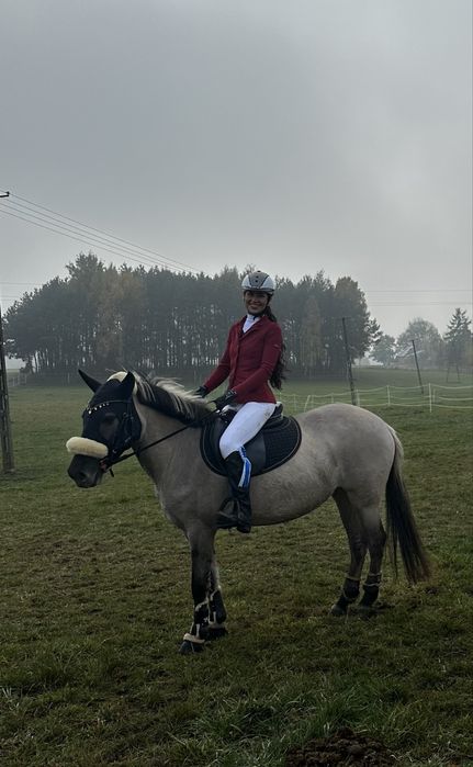 Klacz konik polski