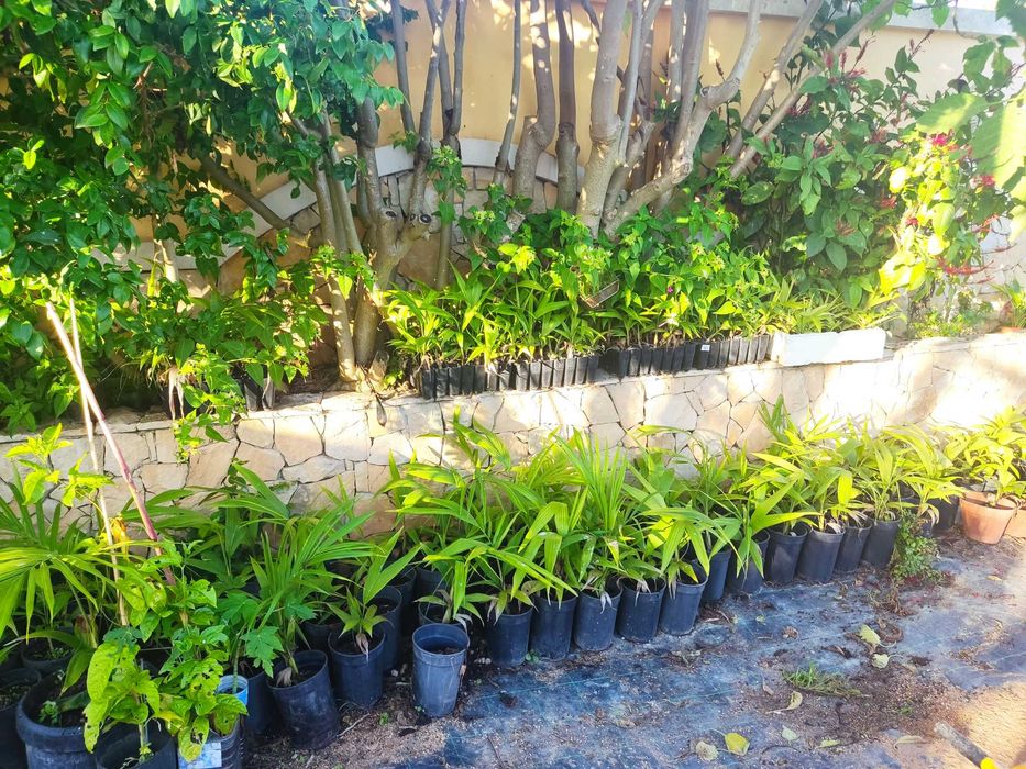 Palmeira Real Australiana