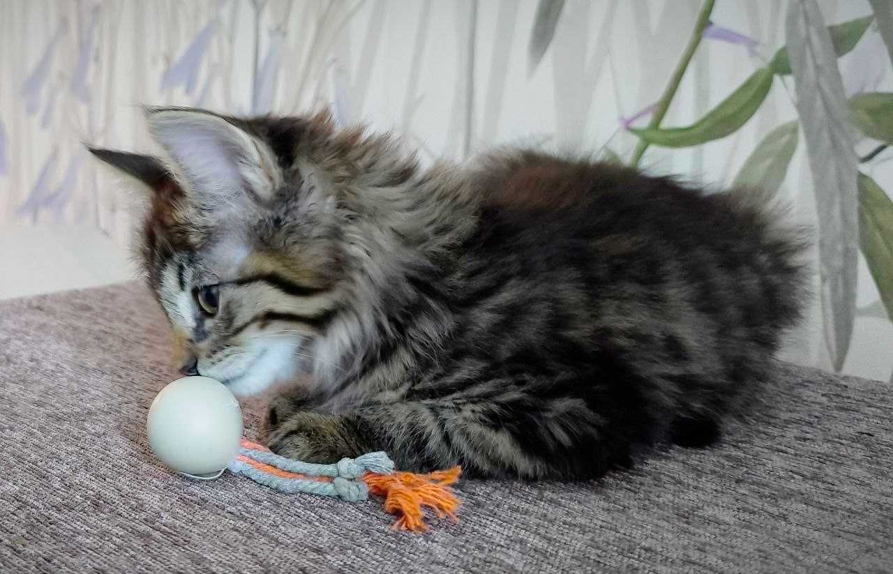 Кошеня, дівчинка, 2 місяці