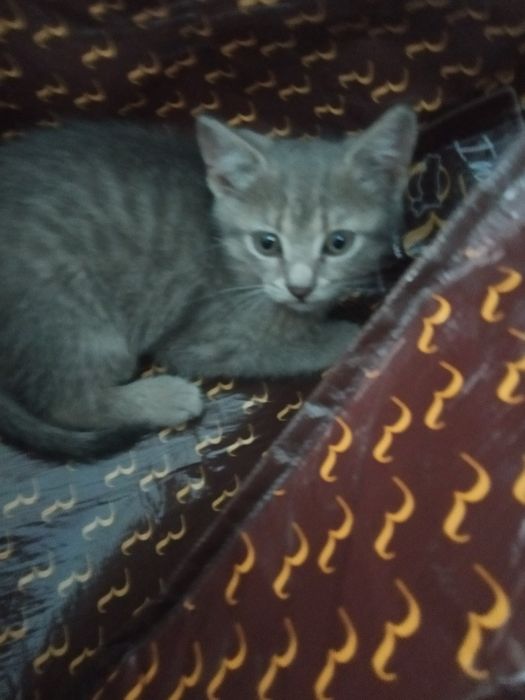 Стерилізуємо Кошеня бездомне вік може 2 місяці