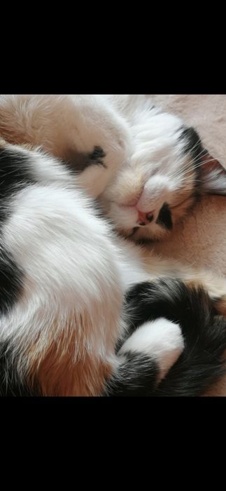 Oddam kotke w dobre ręce