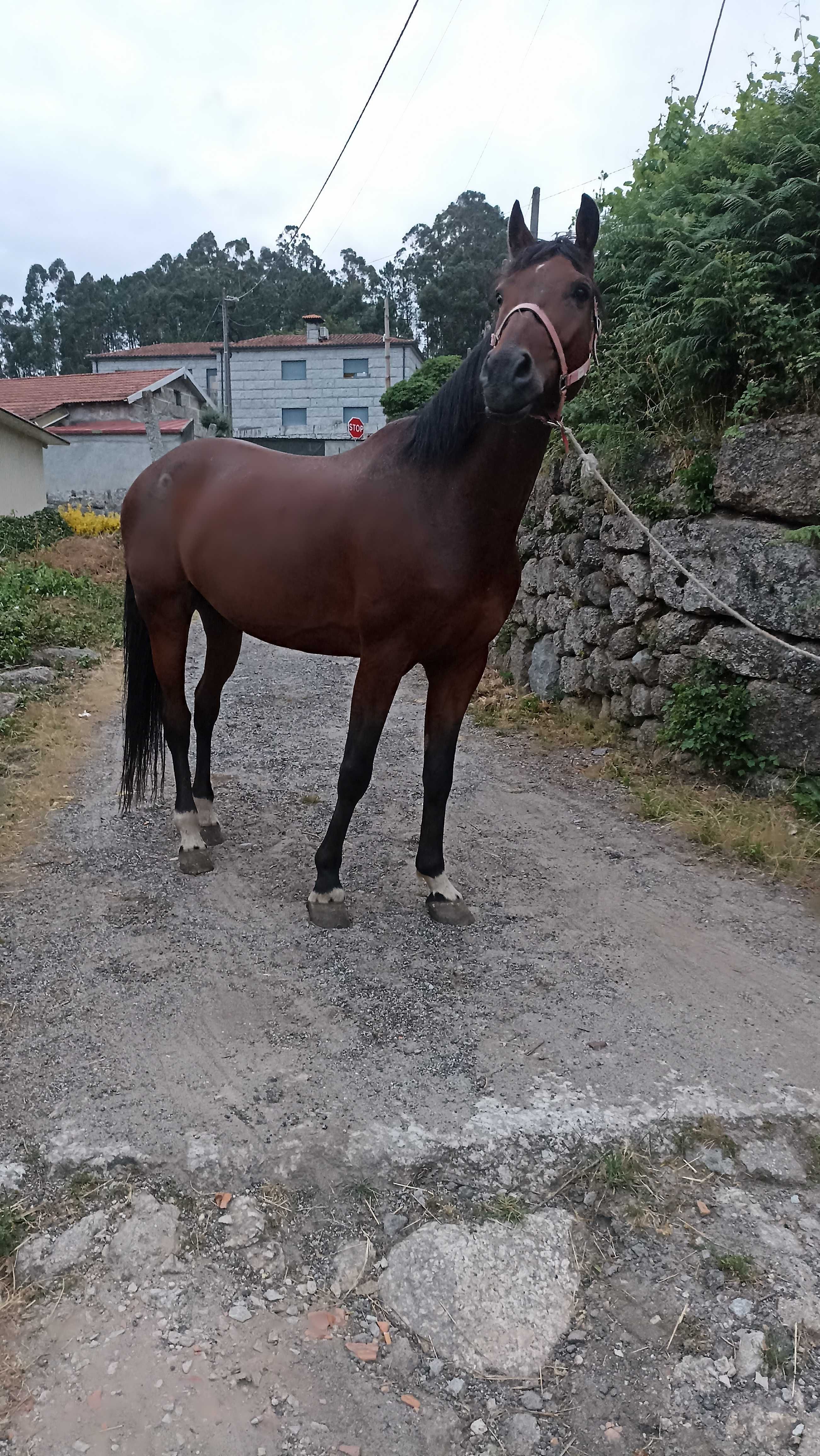 Cavalo 9 ano kwp bem montado