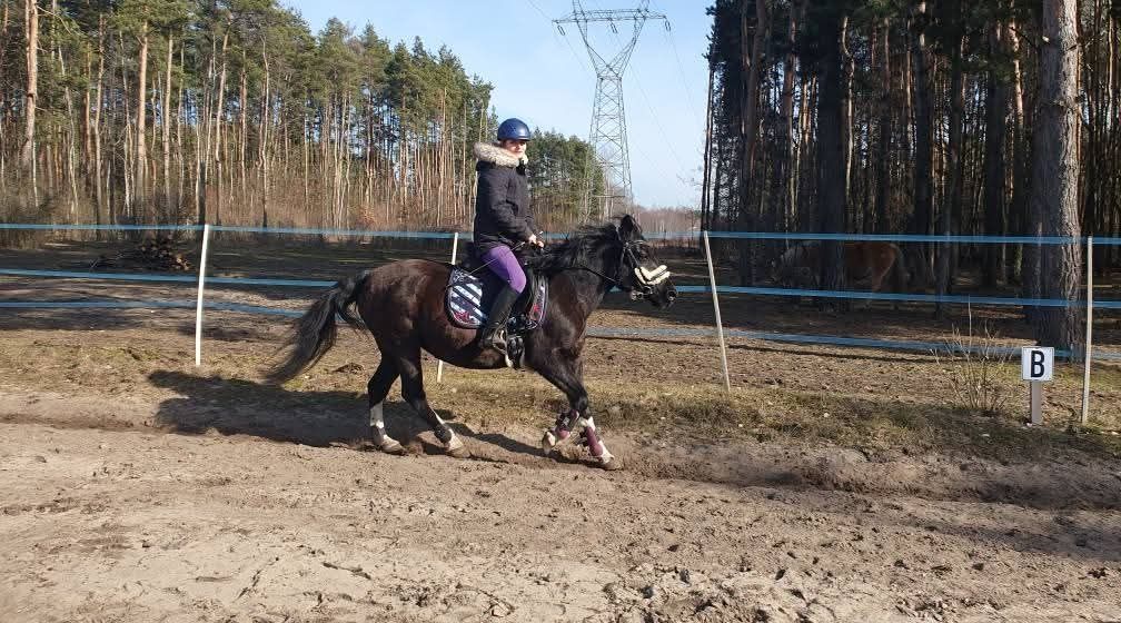 Hucułka, 15 letnia (po kontuzji)