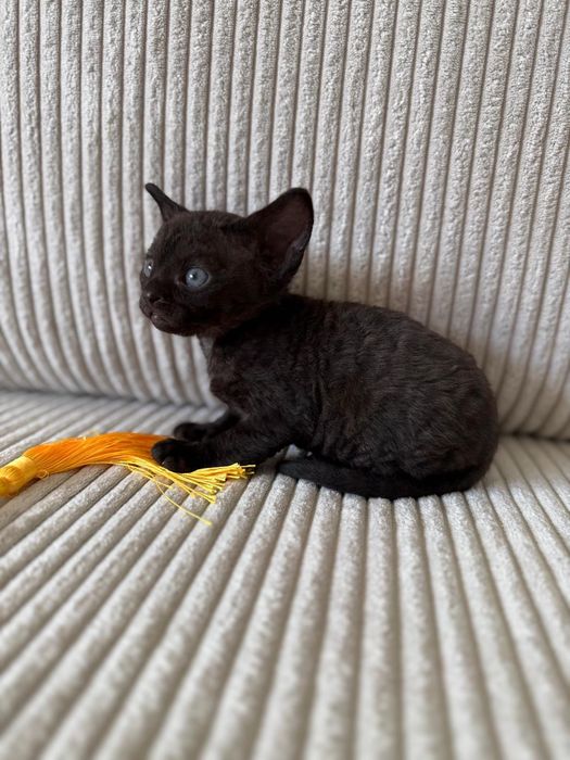 Kot Devon Rex z rodowodem WCF