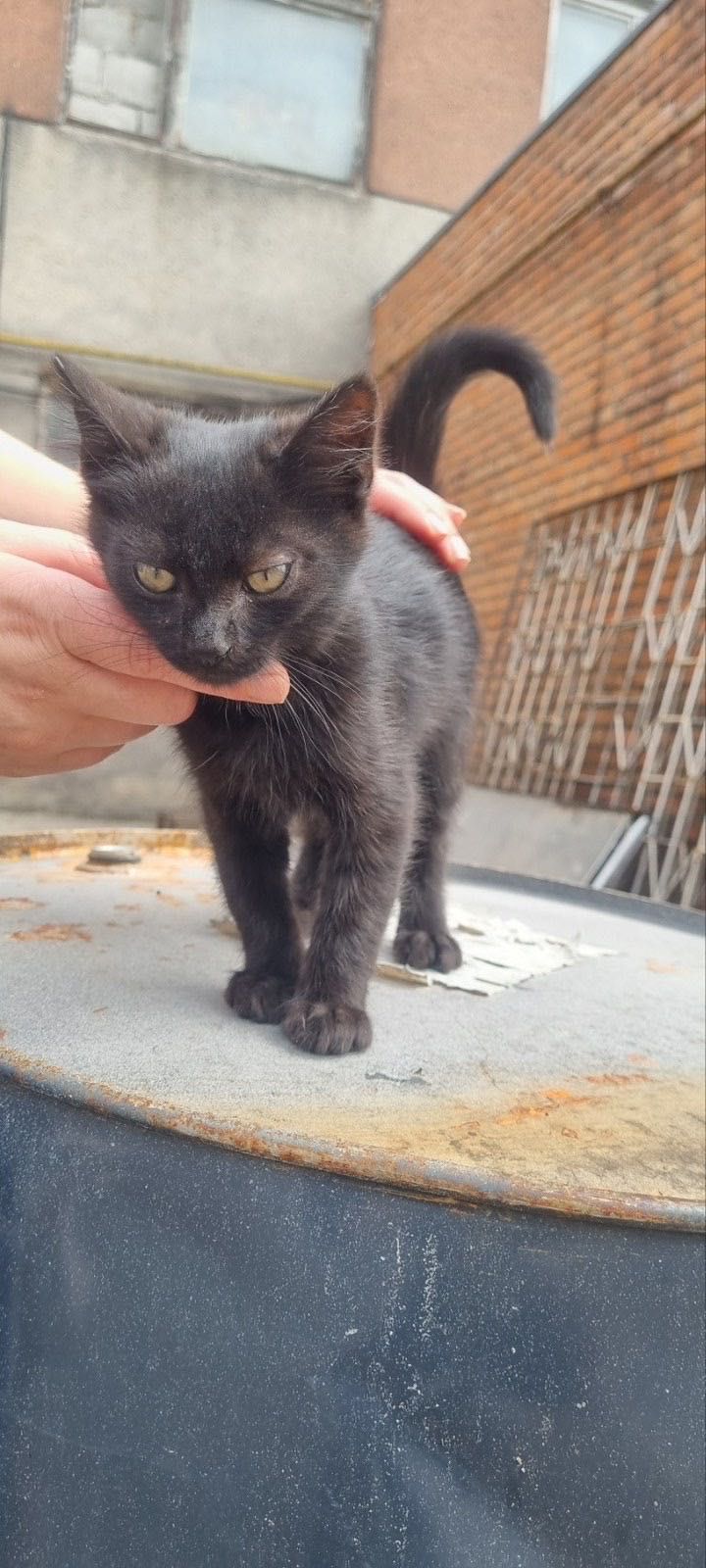 Віддам безкоштовно котика