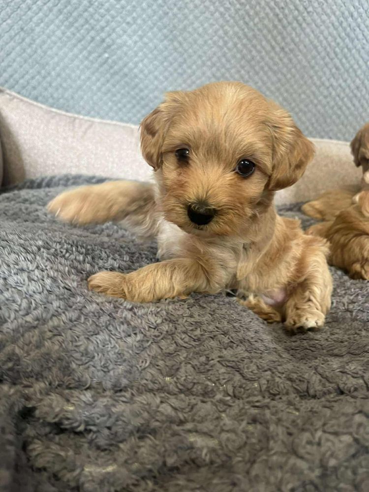Maltipoo chłopiec gotowy do odbioru