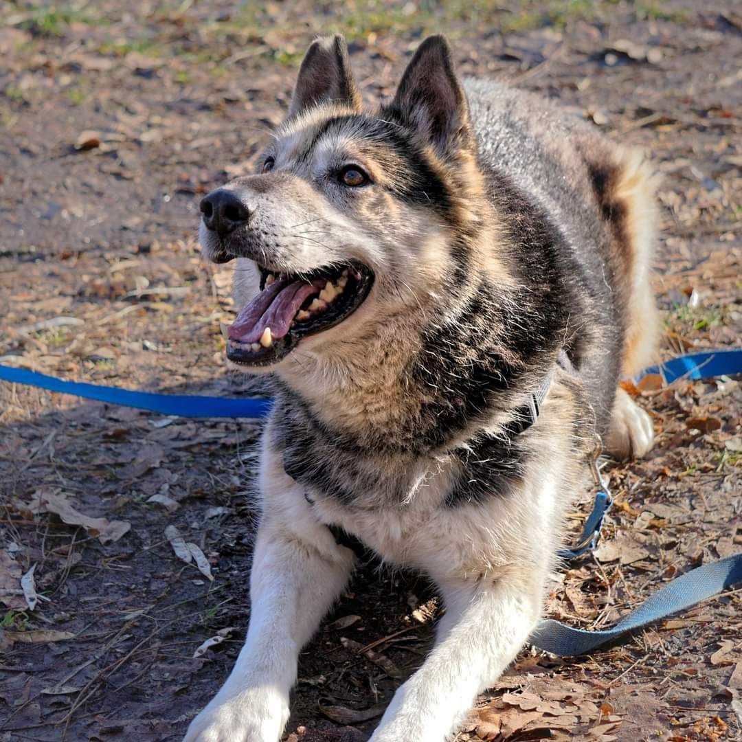 Fadek husky z pół uszka szuka domu