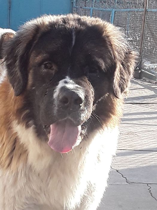 Щенок московской сторожевой