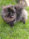 *Pomeranian XXS tyci Piesek 9 mies. typ. misia Unikat*