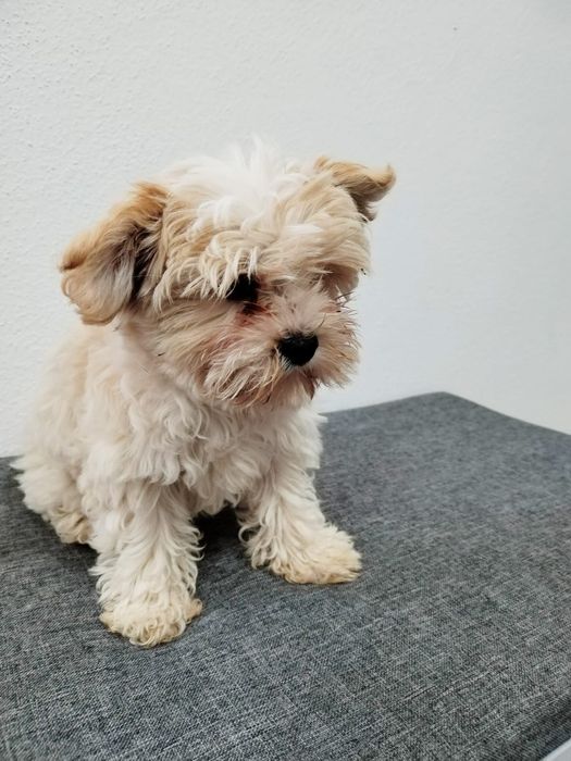 Cachorrinho Yorkshire Biewer