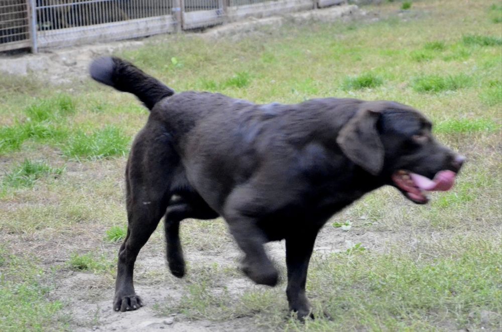 Labrador retriever czekoladowy
