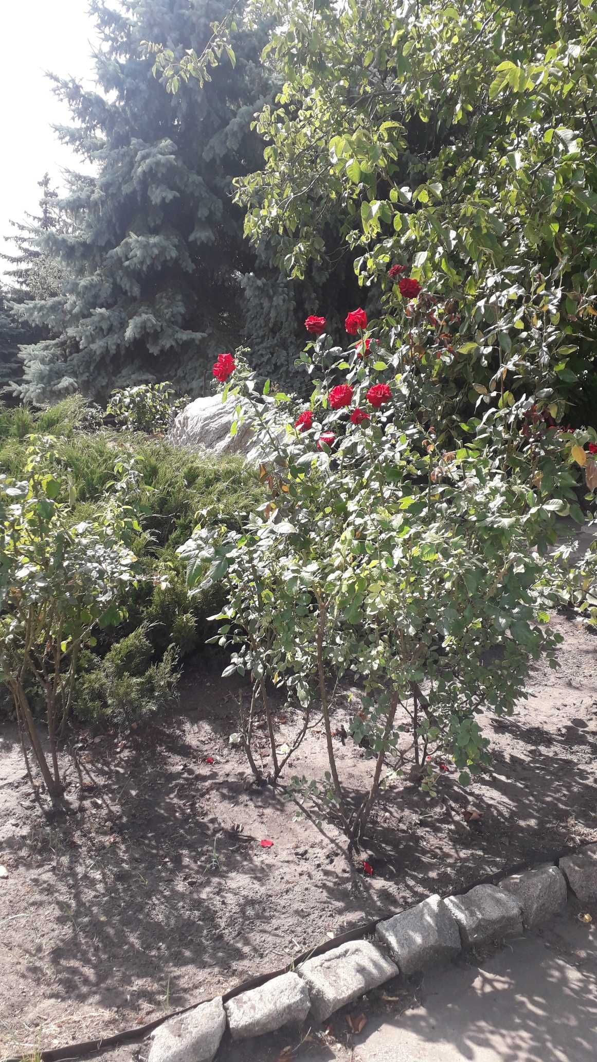 Здається альтанка в центрі міста