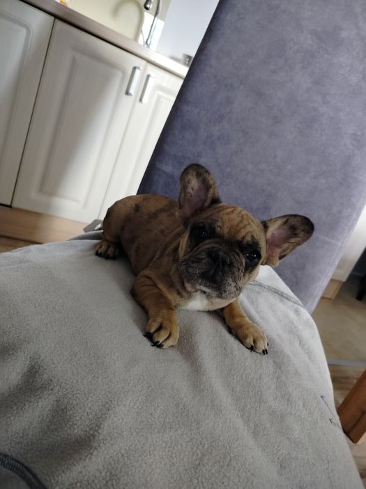 Buldog francuski suczka
