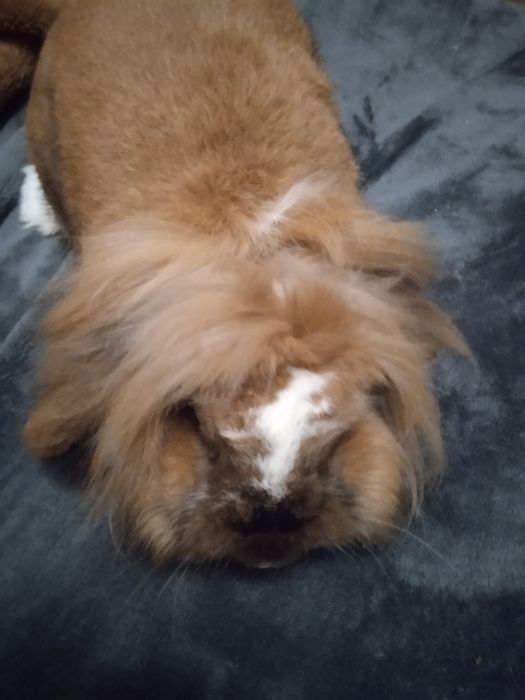 Продам декоративного кролика