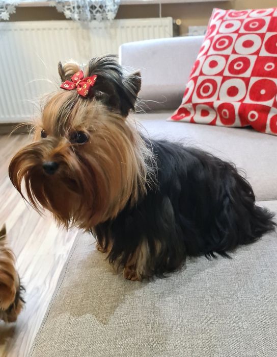 York, Yorkshire terrier szczenięta