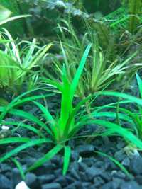 Растения аквариумные Креветки Рыбки Улитки